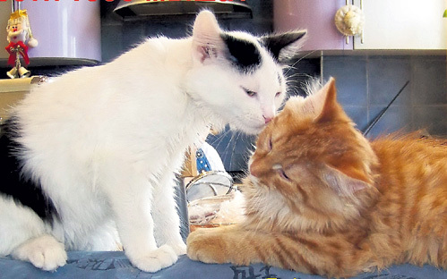 И шо я в тебя такой влюблённый, а?! Прислала Ирина БАРЫШЕВА, Москва