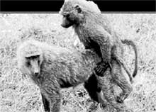 ОБЕЗЬЯНЫ - ПОЧТИ ЛЮДИ: извращения им близки и приятны