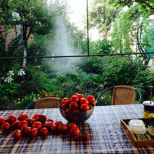 ...и чудесные помидоры.