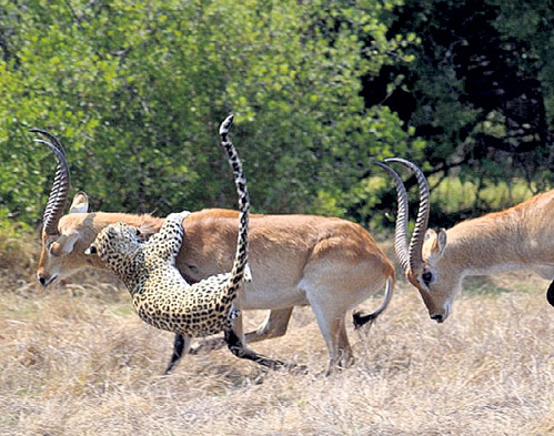 Бросок хищника...