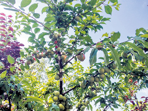 Плоды трудов