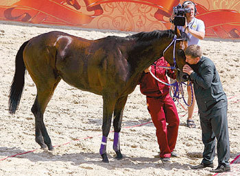 Президент Чечни лично проверил скакуна (Фото: РИА Новости)