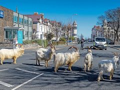 Жители Лландидно в Уэльсе и раньше замечали животных на окраинах города, но теперь они осмелели и пришли в центр